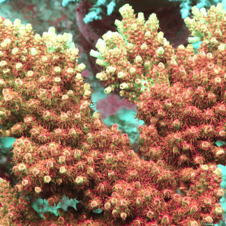 AK Ultra Mirabilis features light green branches with pink tips and vibrant polyps. Grows best with strong flow, stable water, and high-intensity light.