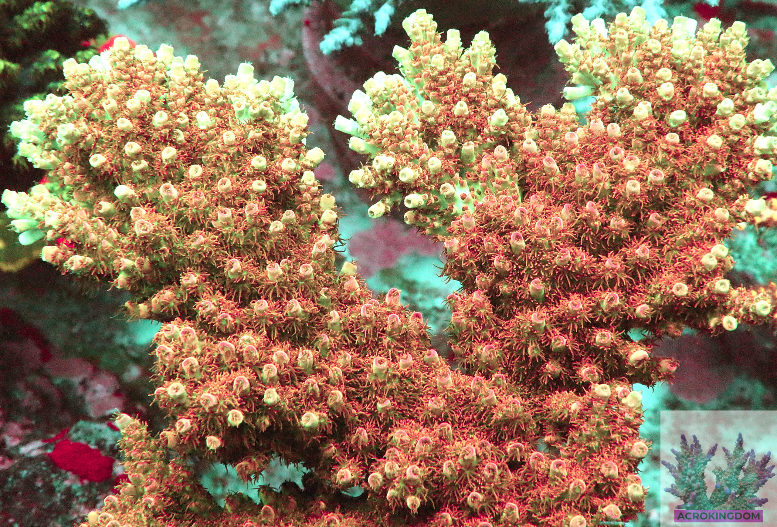 AK Ultra Mirabilis features light green branches with pink tips and vibrant polyps. Grows best with strong flow, stable water, and high-intensity light.