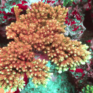 AK Ultra Mirabilis features light green branches with pink tips and vibrant polyps. Grows best with strong flow, stable water, and high-intensity light.