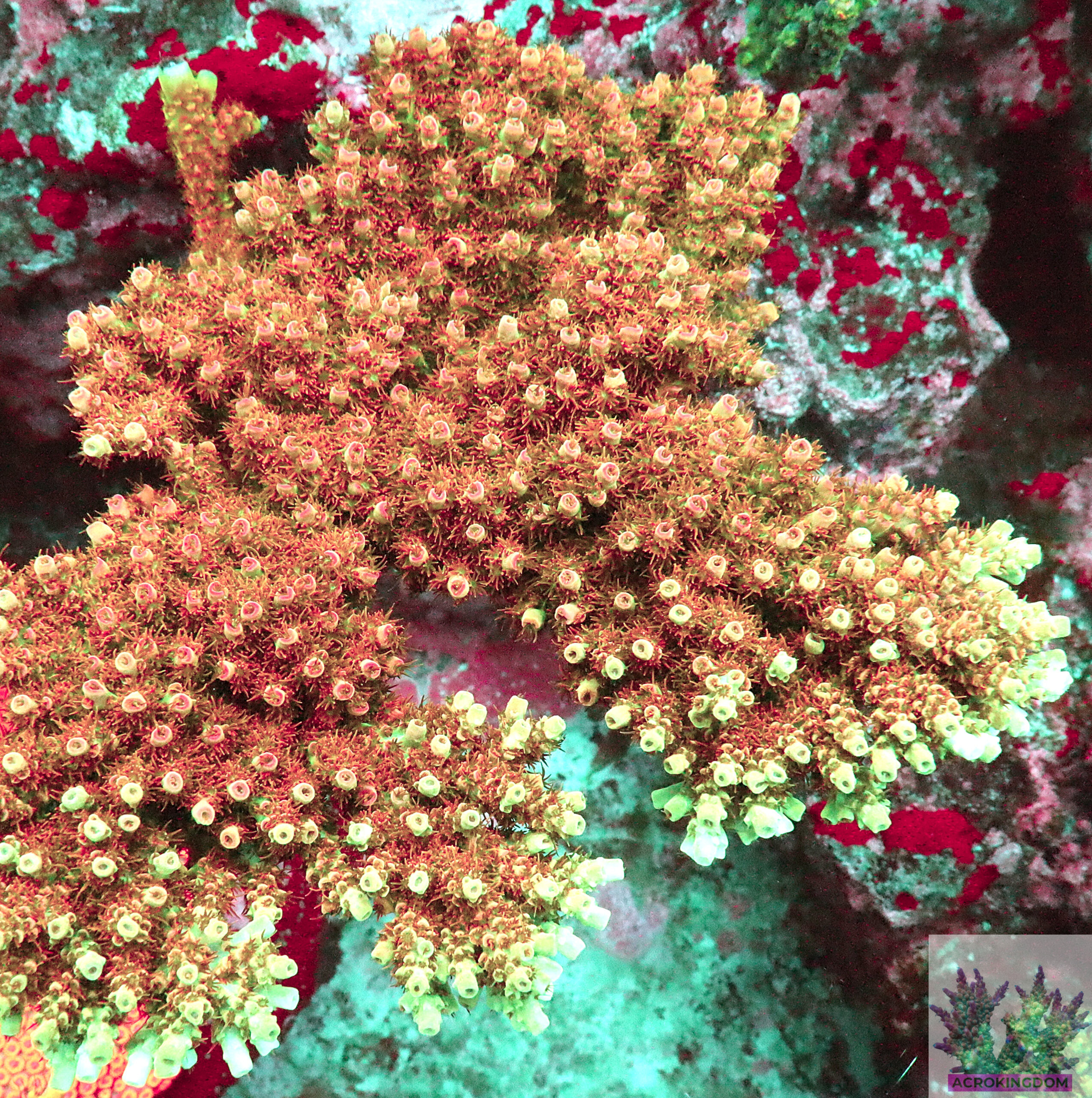 AK Ultra Mirabilis features light green branches with pink tips and vibrant polyps. Grows best with strong flow, stable water, and high-intensity light.