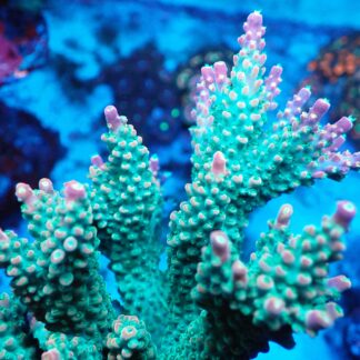 Purple Tip Acropora Natalensis- AK Beautyberry