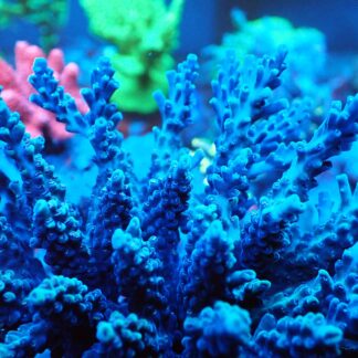 Purple Acropora Divaricata- AK Phlox Divaricata