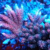 Acropora Anthocercis- AK Red Planet