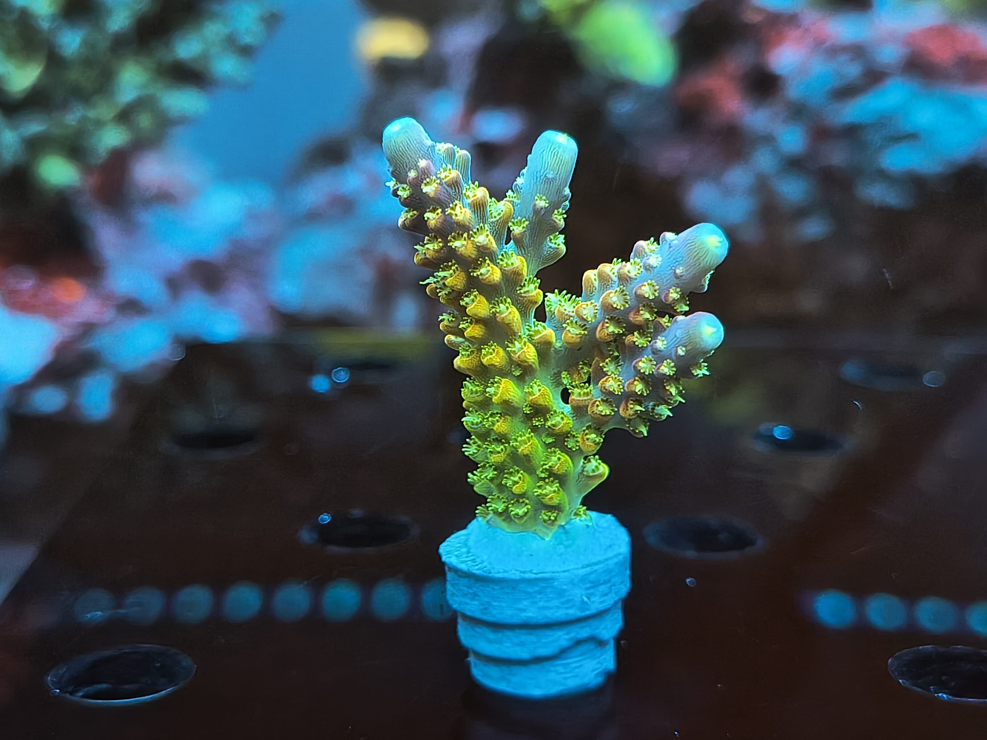 Acropora sp.- AK Rainbow Morning Glory