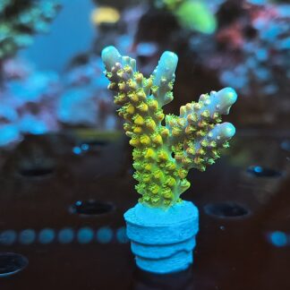 Acropora sp.- AK Rainbow Morning Glory