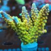 Acropora frags- AK Rainbow Morning Glory