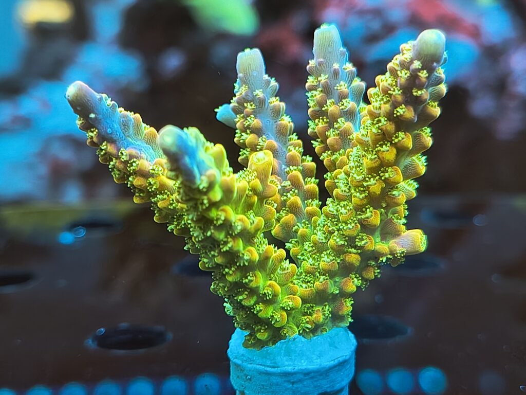 Acropora frags- AK Rainbow Morning Glory