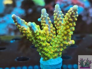 Acropora frags- AK Rainbow Morning Glory