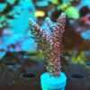 Acropora Hyacinthus- AK Red Garnet