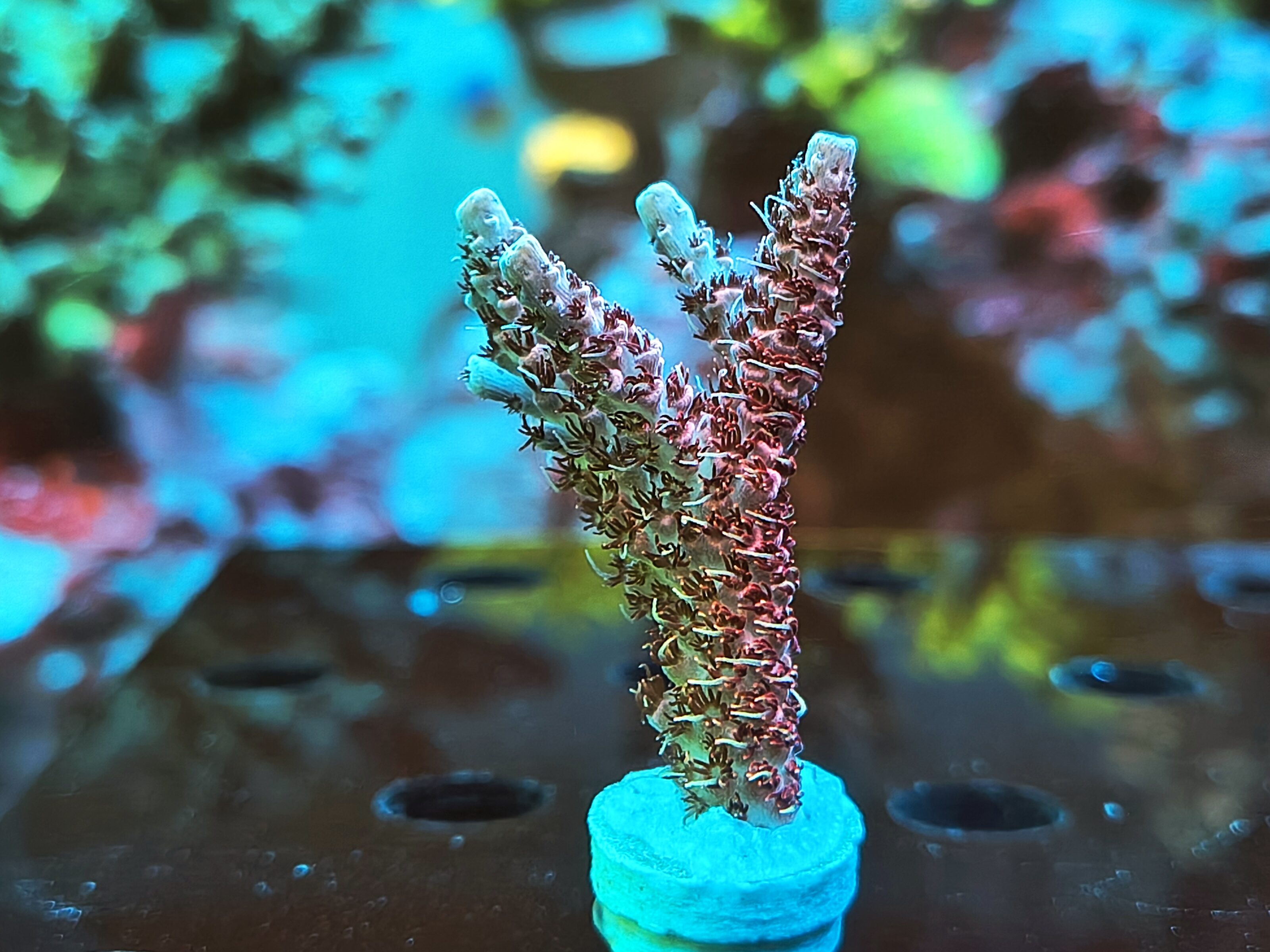 Acropora Hyacinthus- AK Red Garnet