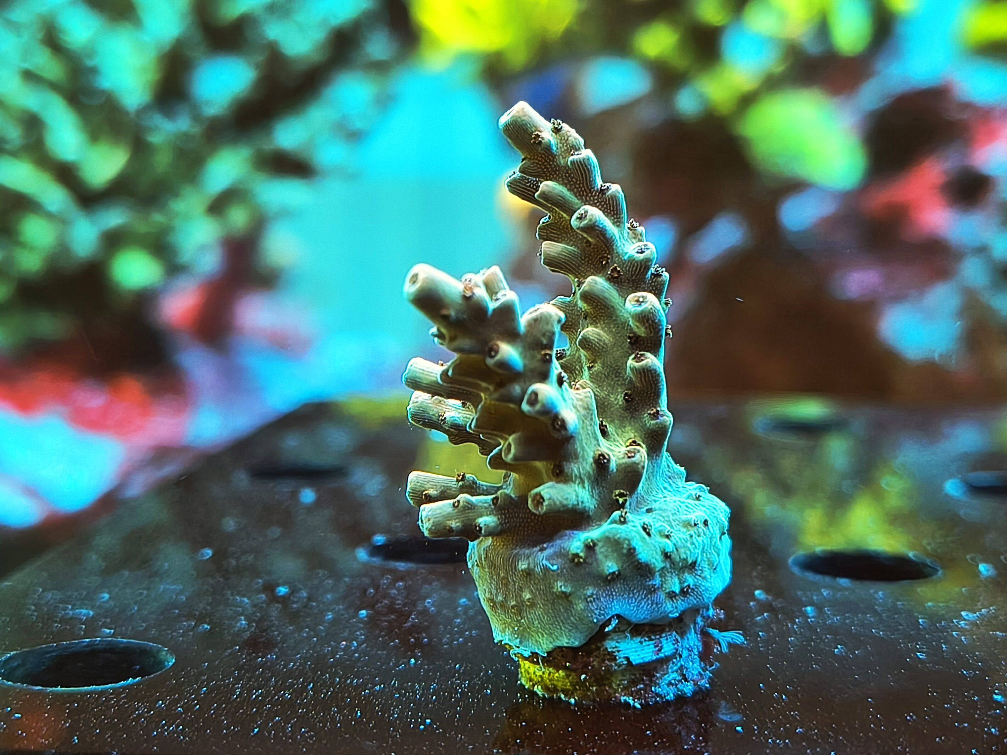 Acropora Nasuta- AK Peach Devil