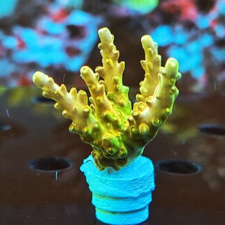 Acropora Rosaria – AK Golden Jawdropper