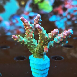 Acropora Natalensis- AK Lilac Queen