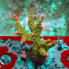 Acropora Natalensis- AK Lilac Queen Frag#1 WYSIWYG