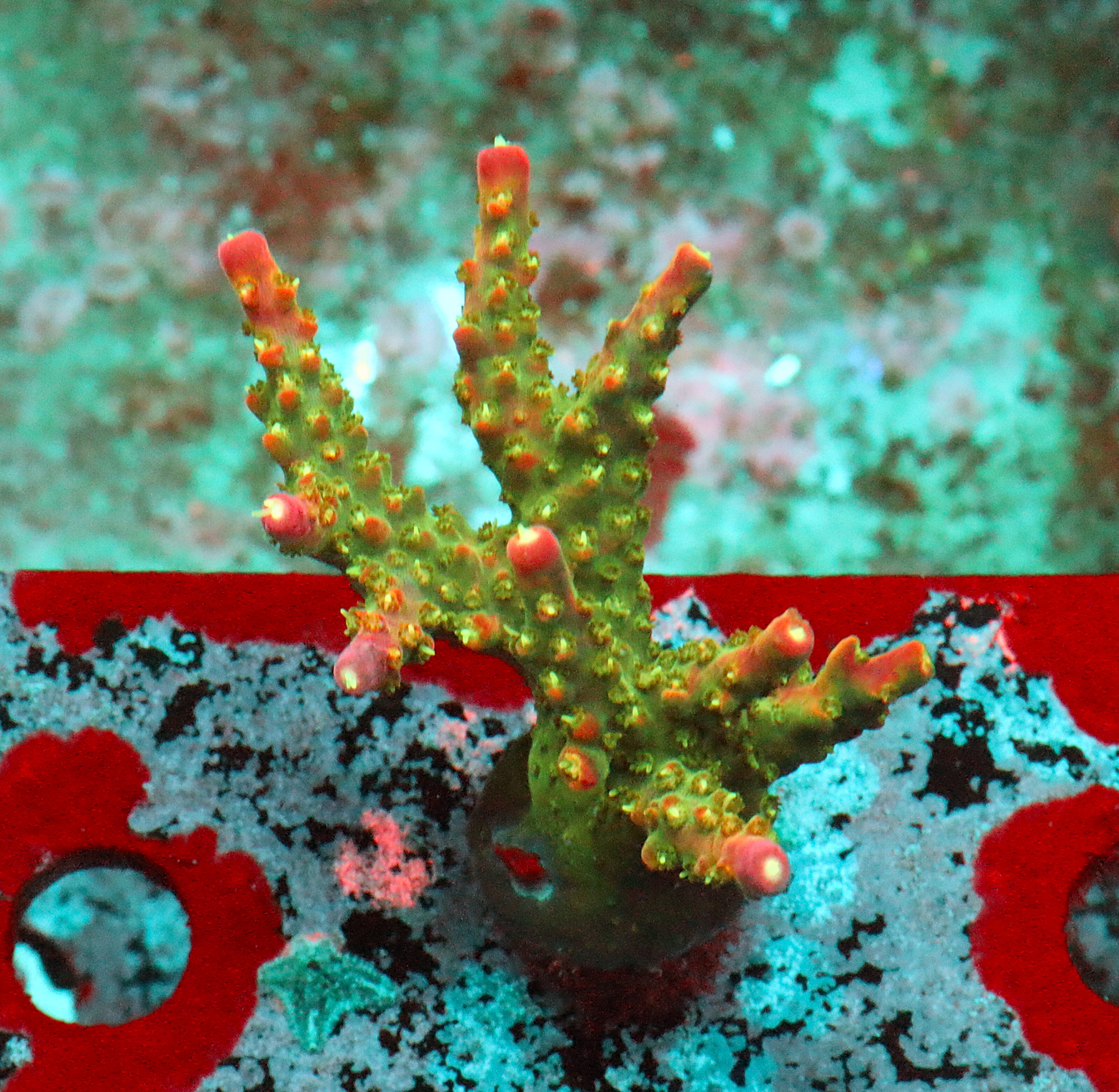 Acropora Natalensis- AK Lilac Queen Frag#1 WYSIWYG