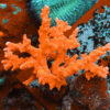 Anacropora forbesi- AK Red Anacropora Frag#1 WYSIWYG