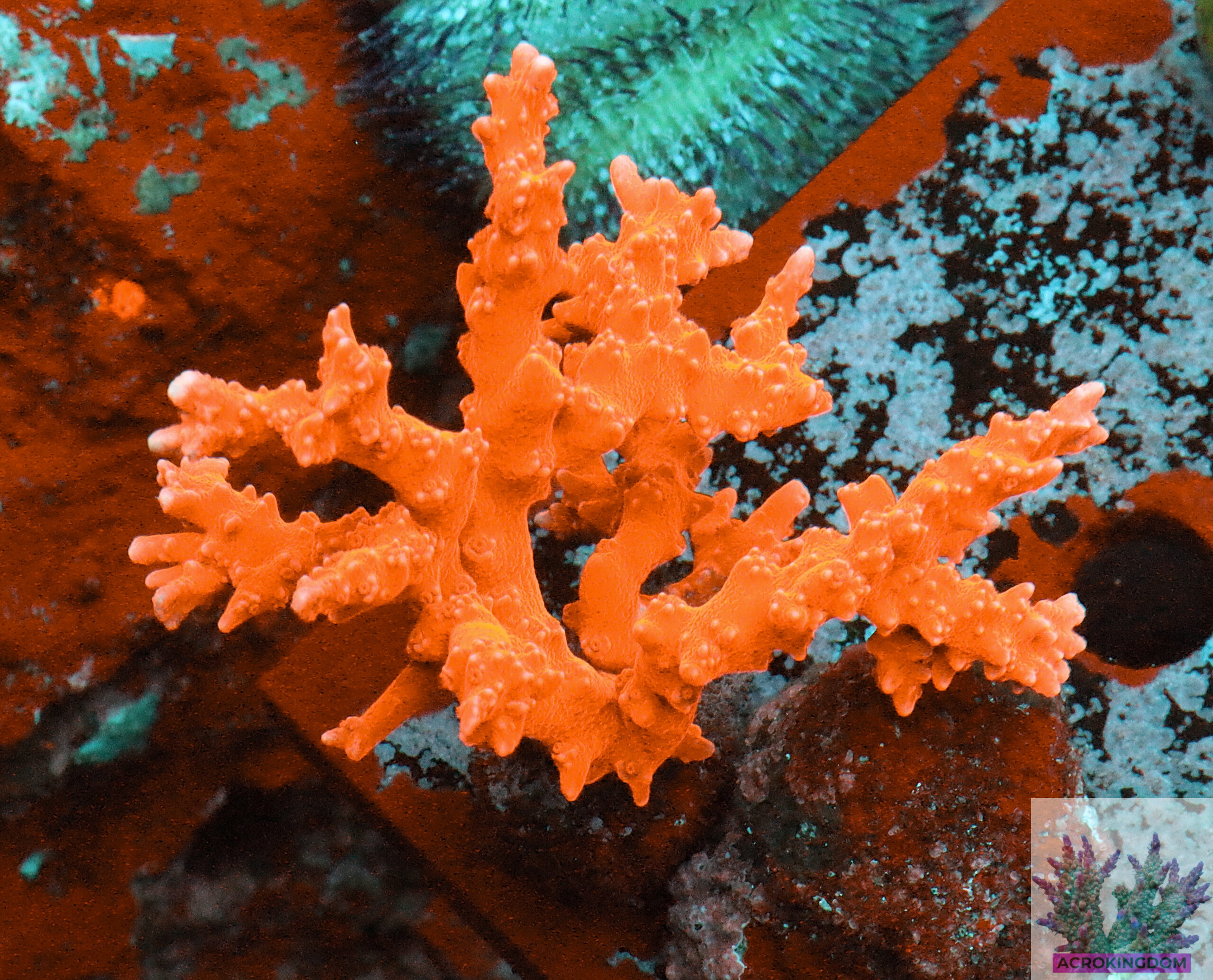 Anacropora forbesi- AK Red Anacropora Frag#1 WYSIWYG