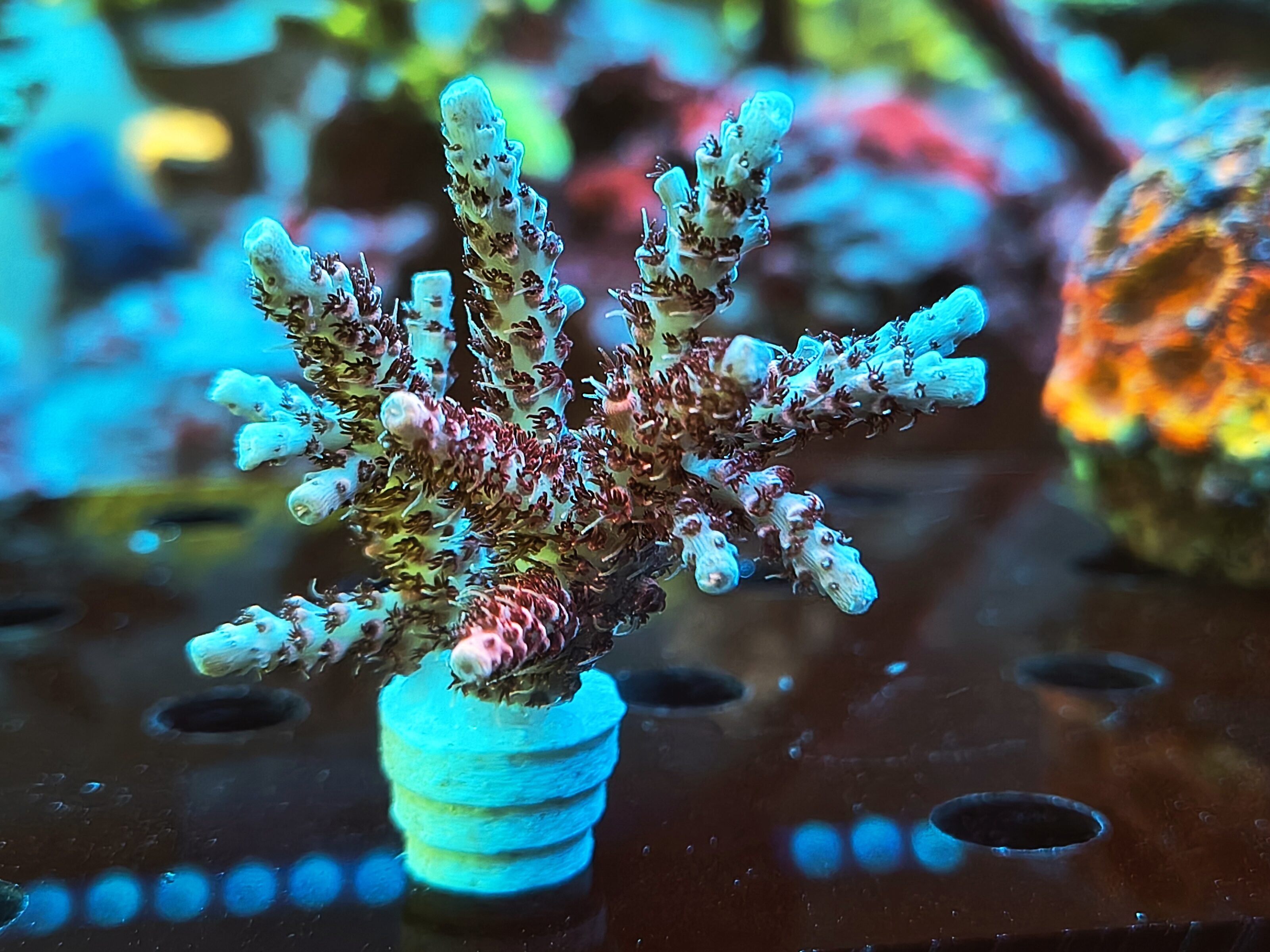 Acropora Hyacinthus- AK Red Garnet