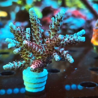 Acropora Hyacinthus- AK Red Garnet