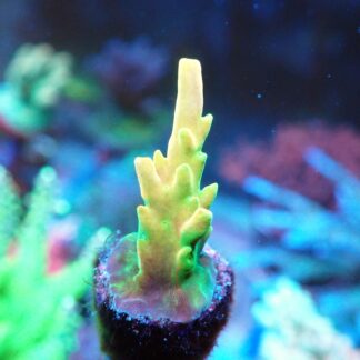 Acropora Rosaria – AK Golden Jawdropper