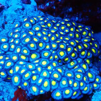 AOI Zoa Colony #50