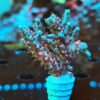 Acropora Hyacinthus- AK Red Draco