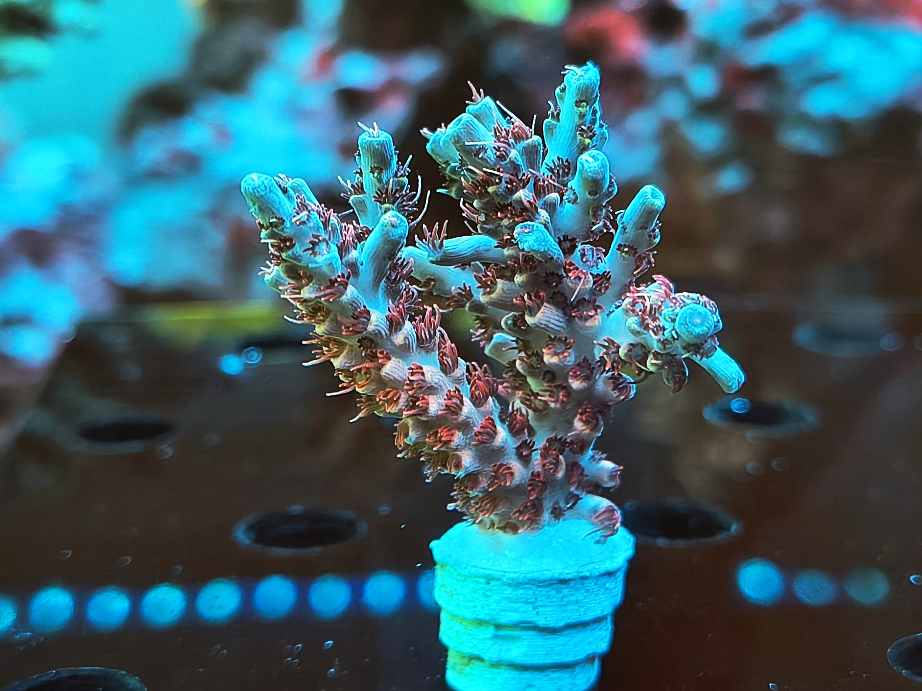 Acropora Hyacinthus- AK Red Draco