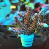 Acropora Hyacinthus- AK Red Garnet