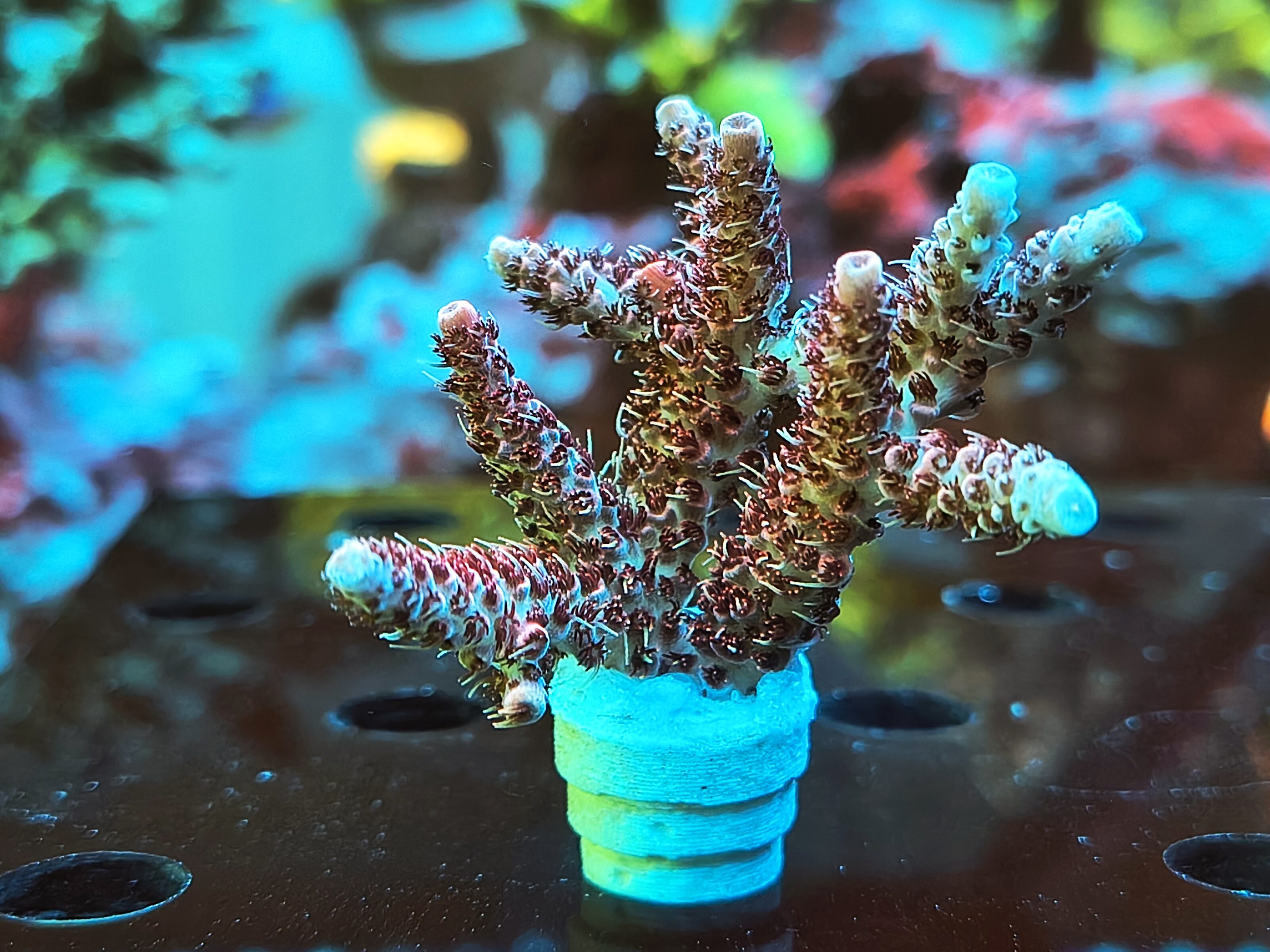 Acropora Hyacinthus- AK Red Garnet