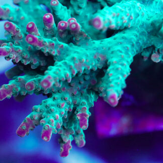 Macro view of AK Lilac Queen Acropora natalensis coral featuring a teal-green base with vibrant pink and lilac axial corallites in a marine reef aquarium.