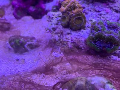 How to Get Rid of Dinos in a Reef Tank Dinos 