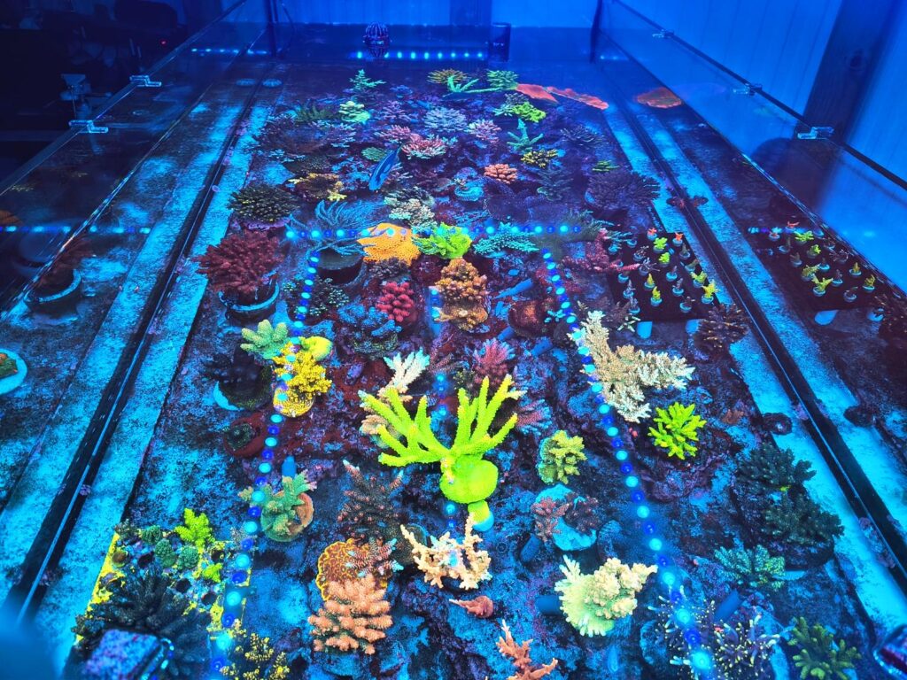 How to Get Rid of Dinos in a Reef Tank Healthy Reef System 