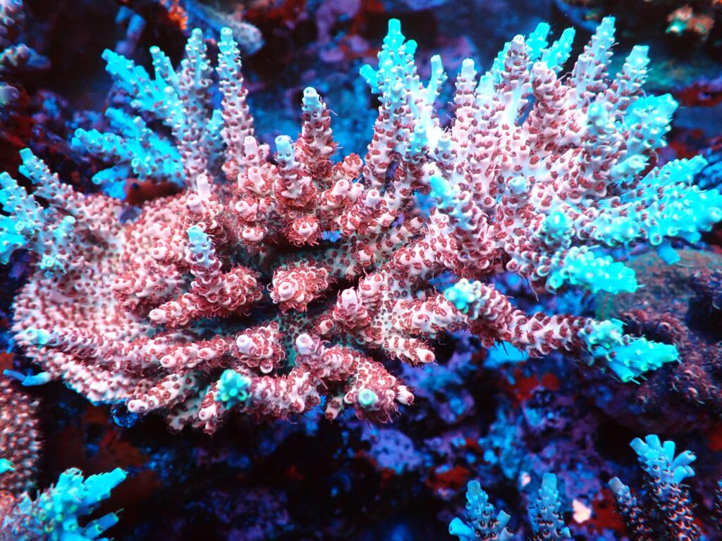 Trace element CTO Acropora Hyacinthus AK Red Draco