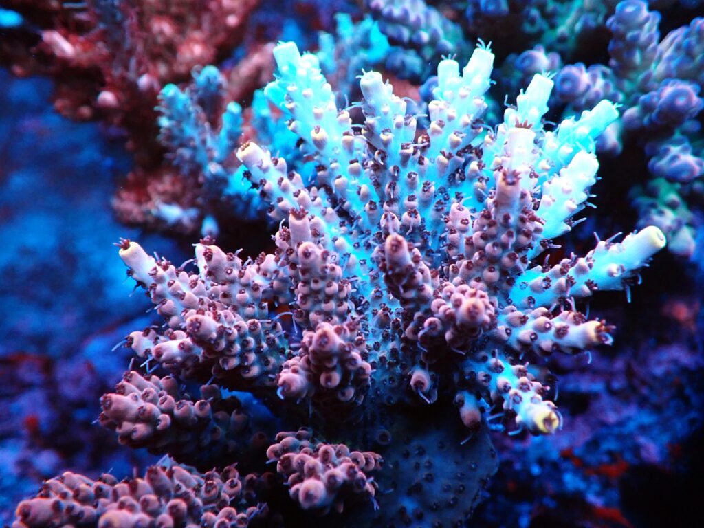 Trace Element Pink Acropora