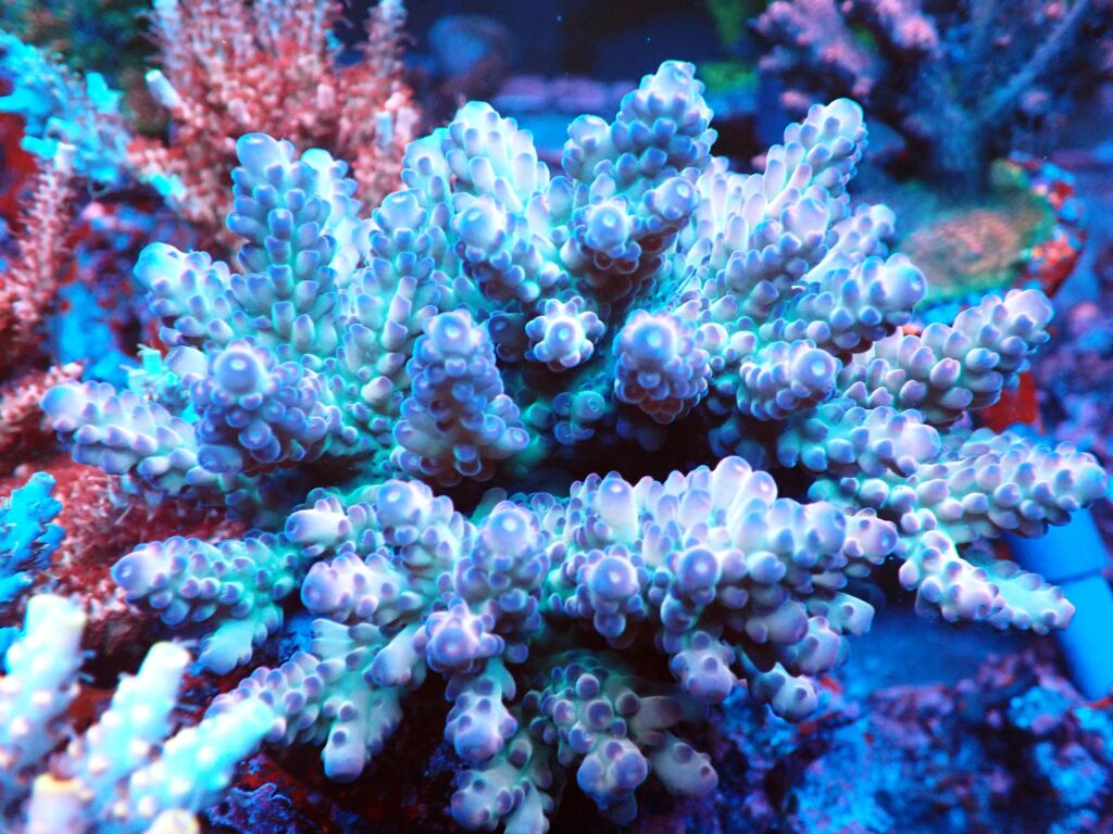 Trace Element Rainbow Acropora