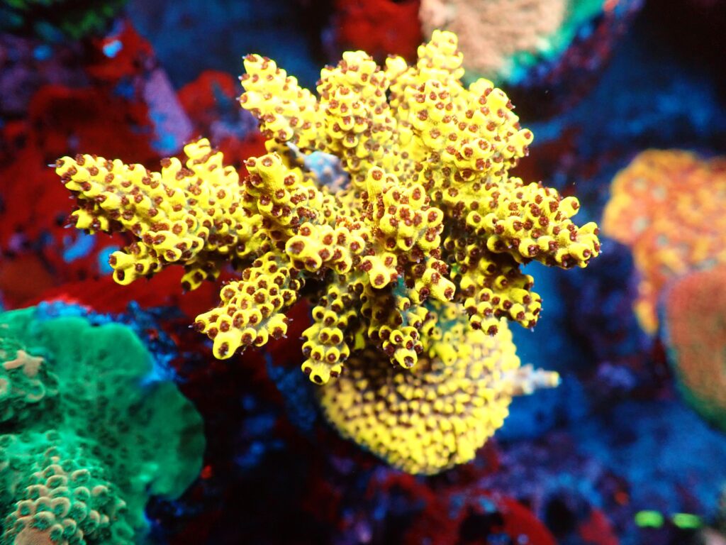 Trace element Pickachu Acropora