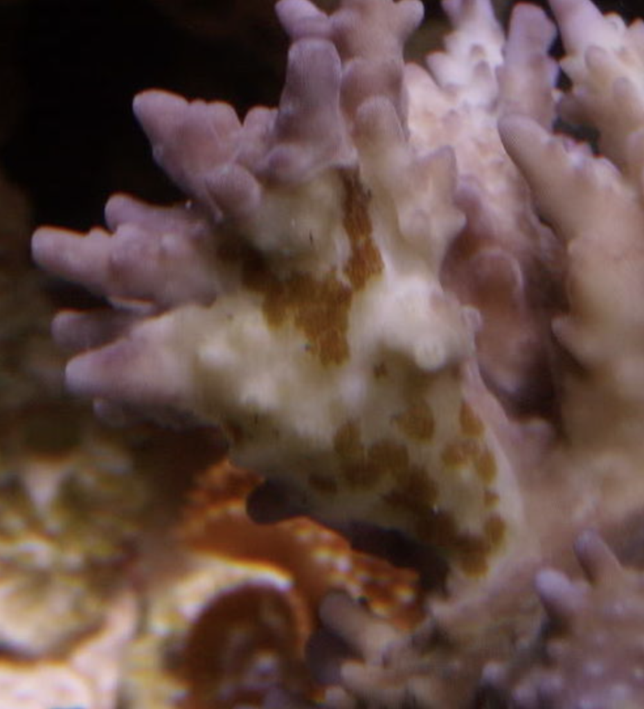 Acropora Eating Flatworms Eggs