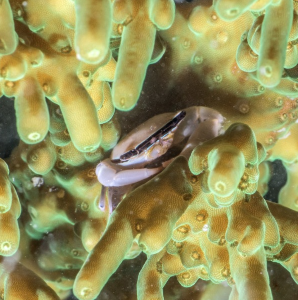 Acropora Crabs 