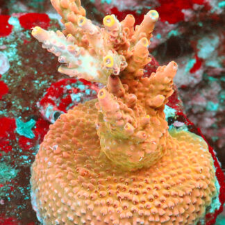 The Acropora Rosaria- AK Royal Sunburst. It features pastel pink base that transitions to a pinkish hue towards the tips, which are yellow.