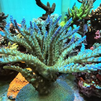 Acropora Nana- AK Neptune’s Crown