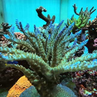 Acropora Nana- AK Neptune’s Crown