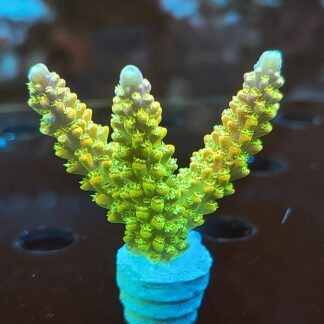 Acropora sp.- AK Rainbow Morning Glory