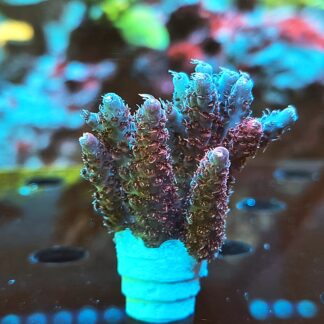 Acropora Anthocercis- AK Red Planet