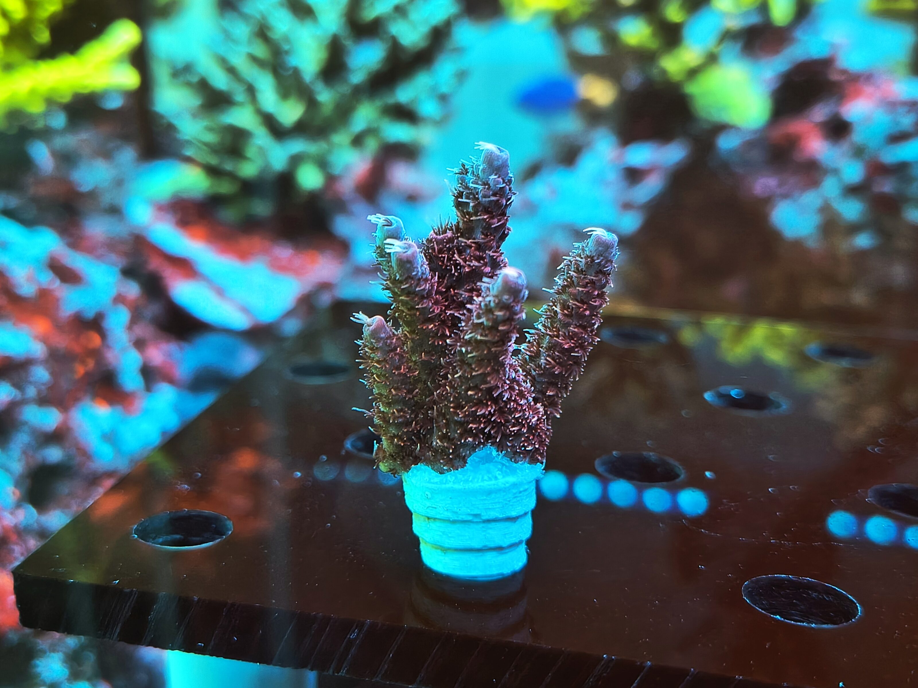 Acropora Anthocercis- AK Red Planet