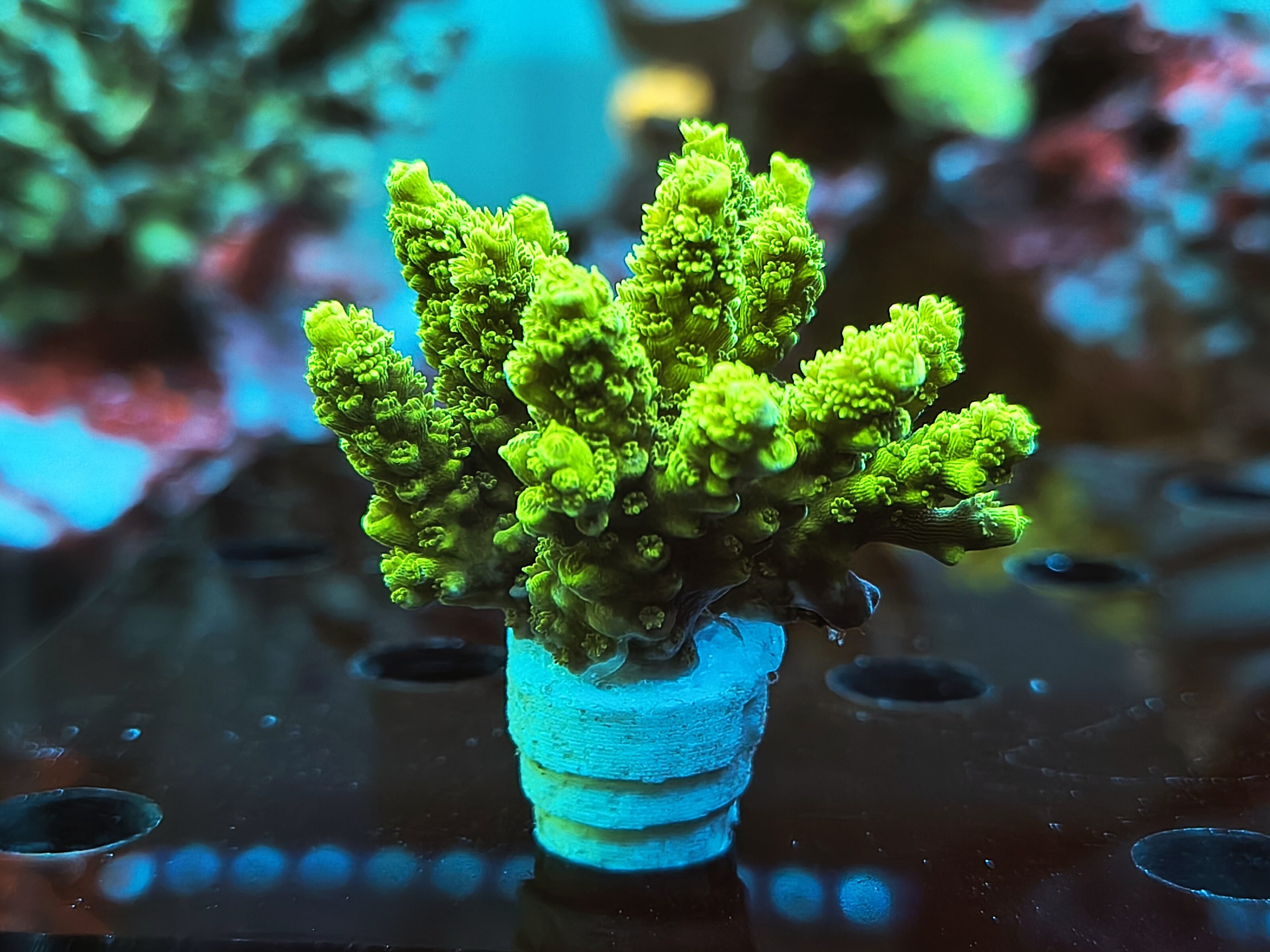 Acropora Tenuis (Bifaria)