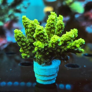 Acropora Tenuis (Bifaria)