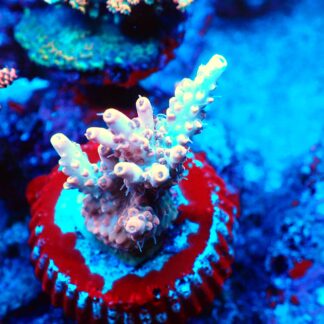 Acropora Rosaria- AK Royal Sunburst