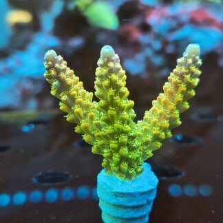 Acropora sp.- AK Rainbow Morning Glory