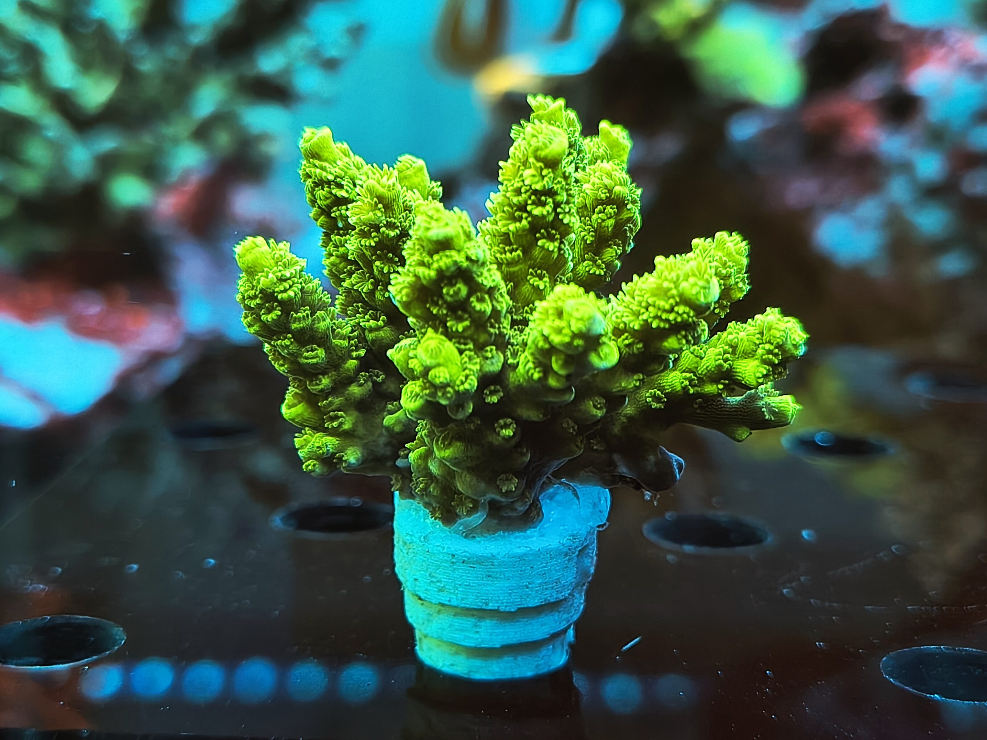 Acropora Tenuis (Bifaria)