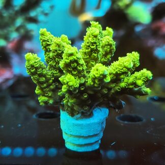 Acropora Tenuis (Bifaria)